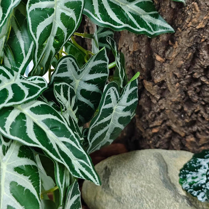 Reptile Plants, Terrarium Hanging Plant Vines, Artificial Leaves with Suction Cup, Bearded Dragon Tank Accessories for Gecko Lizard Snake Frog Tortoise Decorations - Alocasia Velvet