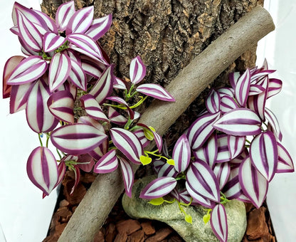 Reptile Plants, Terrarium Hanging Plant Vines, Artificial Leaves with Suction Cup, Bearded Dragon Tank Accessories for Gecko Lizard Snake Frog Tortoise Decorations - Alocasia Velvet