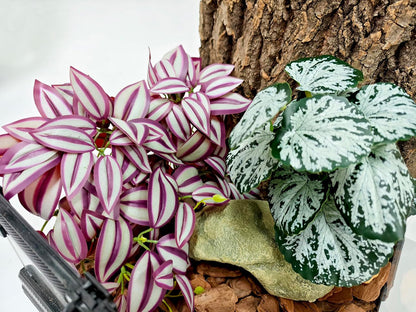 Reptile Plants, Terrarium Hanging Plant Vines, Artificial Leaves with Suction Cup, Bearded Dragon Tank Accessories for Gecko Lizard Snake Frog Tortoise Decorations - Alocasia Velvet