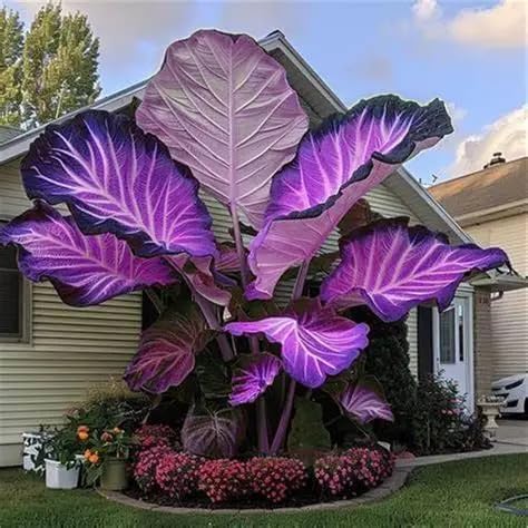 Shaped Elephant Ears, a clumping, Shade-Tolerant, and Easy-to-Care-for, is Suitable for Outdoor Gardens and Potted-2 Bulbs A002