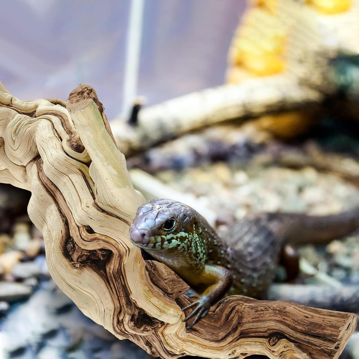 18-20" Large Reptile Driftwood Branch for Bearded Dragon Gecko