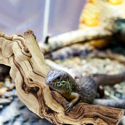 18-20" Large Reptile Driftwood Branch for Bearded Dragon Gecko