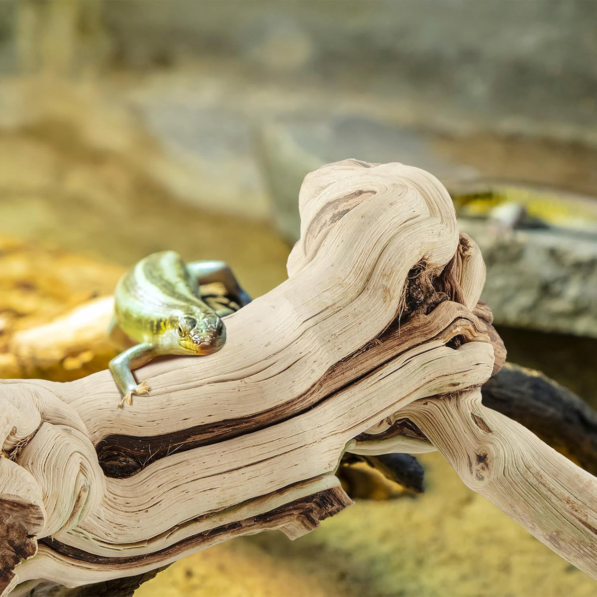 18-20" Large Reptile Driftwood Branch for Bearded Dragon Gecko