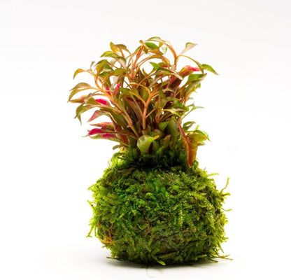 Live Planted Decor - Mini Bolbitis on Clay Moss Ball - Deep Green Fern Leaves Freshwater Aquatic Plant, Low Light, Foreground to Midground Tank Placement for Aquascaping - 1 Pack