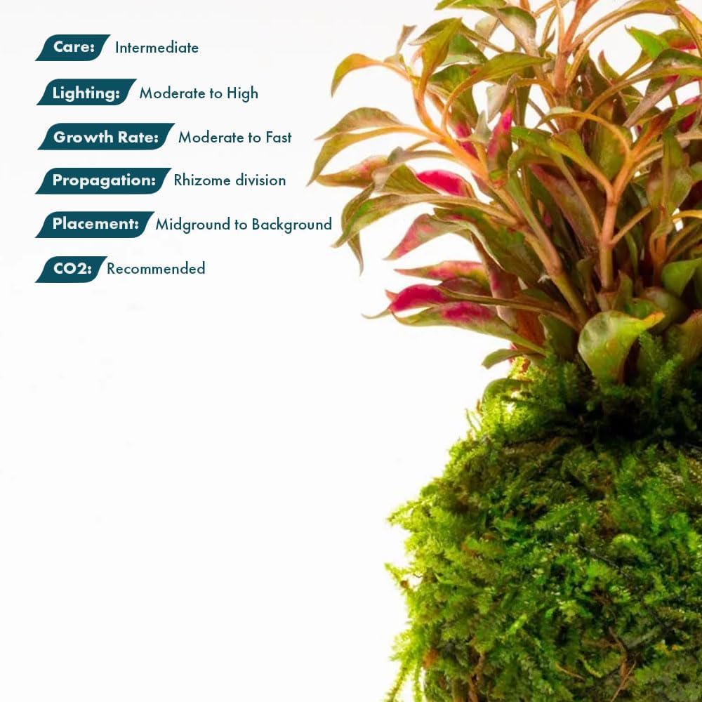 Live Planted Decor - Mini Bolbitis on Clay Moss Ball - Deep Green Fern Leaves Freshwater Aquatic Plant, Low Light, Foreground to Midground Tank Placement for Aquascaping - 1 Pack