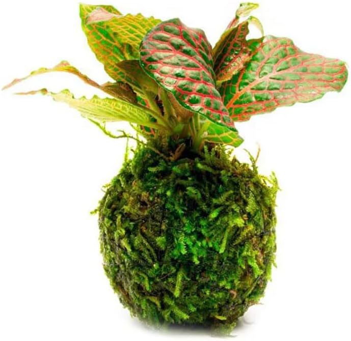 Live Planted Decor - Mini Bolbitis on Clay Moss Ball - Deep Green Fern Leaves Freshwater Aquatic Plant, Low Light, Foreground to Midground Tank Placement for Aquascaping - 1 Pack