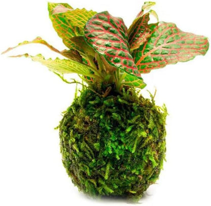 Live Planted Decor - Mini Bolbitis on Clay Moss Ball - Deep Green Fern Leaves Freshwater Aquatic Plant, Low Light, Foreground to Midground Tank Placement for Aquascaping - 1 Pack