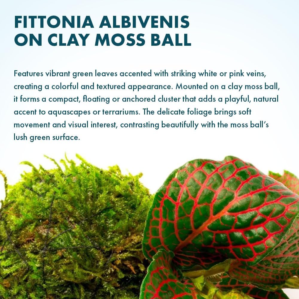 Live Planted Decor - Mini Bolbitis on Clay Moss Ball - Deep Green Fern Leaves Freshwater Aquatic Plant, Low Light, Foreground to Midground Tank Placement for Aquascaping - 1 Pack
