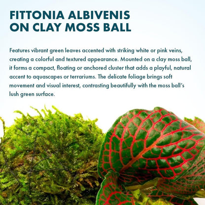 Live Planted Decor - Mini Bolbitis on Clay Moss Ball - Deep Green Fern Leaves Freshwater Aquatic Plant, Low Light, Foreground to Midground Tank Placement for Aquascaping - 1 Pack