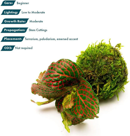 Live Planted Decor - Mini Bolbitis on Clay Moss Ball - Deep Green Fern Leaves Freshwater Aquatic Plant, Low Light, Foreground to Midground Tank Placement for Aquascaping - 1 Pack