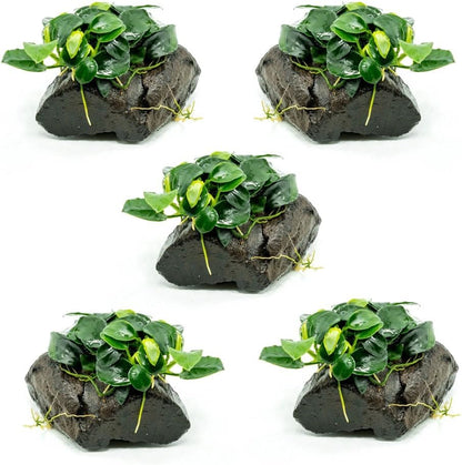 Live Planted Decor - Mini Bolbitis on Clay Moss Ball - Deep Green Fern Leaves Freshwater Aquatic Plant, Low Light, Foreground to Midground Tank Placement for Aquascaping - 1 Pack