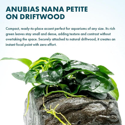 Live Planted Decor - Mini Bolbitis on Clay Moss Ball - Deep Green Fern Leaves Freshwater Aquatic Plant, Low Light, Foreground to Midground Tank Placement for Aquascaping - 1 Pack