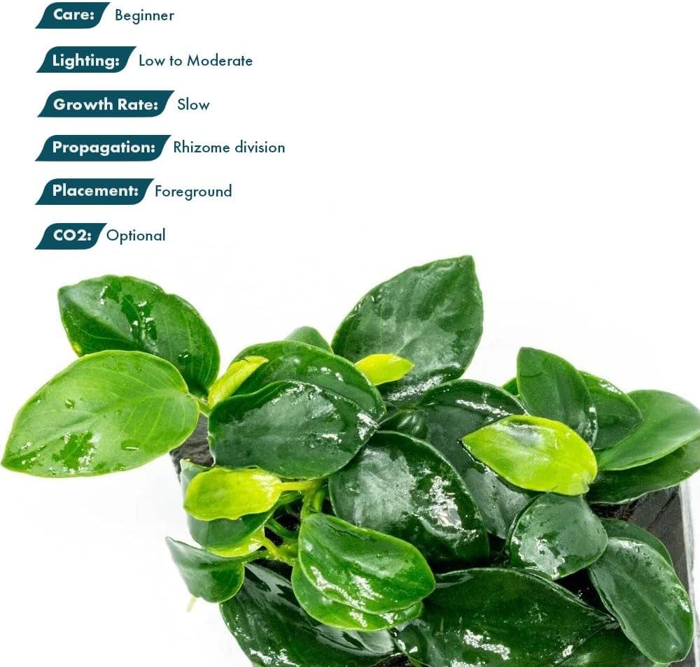 Live Planted Decor - Mini Bolbitis on Clay Moss Ball - Deep Green Fern Leaves Freshwater Aquatic Plant, Low Light, Foreground to Midground Tank Placement for Aquascaping - 1 Pack