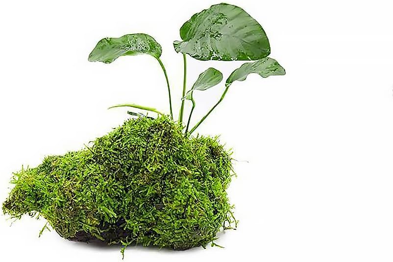 Live Planted Decor - Mini Bolbitis on Clay Moss Ball - Deep Green Fern Leaves Freshwater Aquatic Plant, Low Light, Foreground to Midground Tank Placement for Aquascaping - 1 Pack