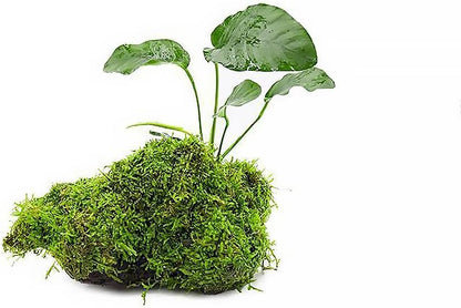 Live Planted Decor - Mini Bolbitis on Clay Moss Ball - Deep Green Fern Leaves Freshwater Aquatic Plant, Low Light, Foreground to Midground Tank Placement for Aquascaping - 1 Pack