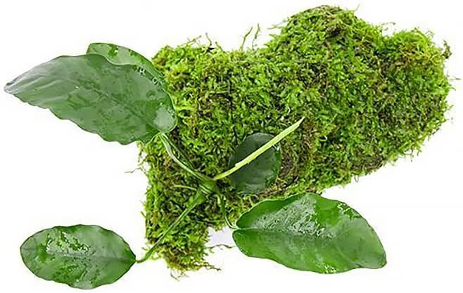 Live Planted Decor - Mini Bolbitis on Clay Moss Ball - Deep Green Fern Leaves Freshwater Aquatic Plant, Low Light, Foreground to Midground Tank Placement for Aquascaping - 1 Pack