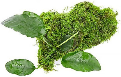 Live Planted Decor - Mini Bolbitis on Clay Moss Ball - Deep Green Fern Leaves Freshwater Aquatic Plant, Low Light, Foreground to Midground Tank Placement for Aquascaping - 1 Pack