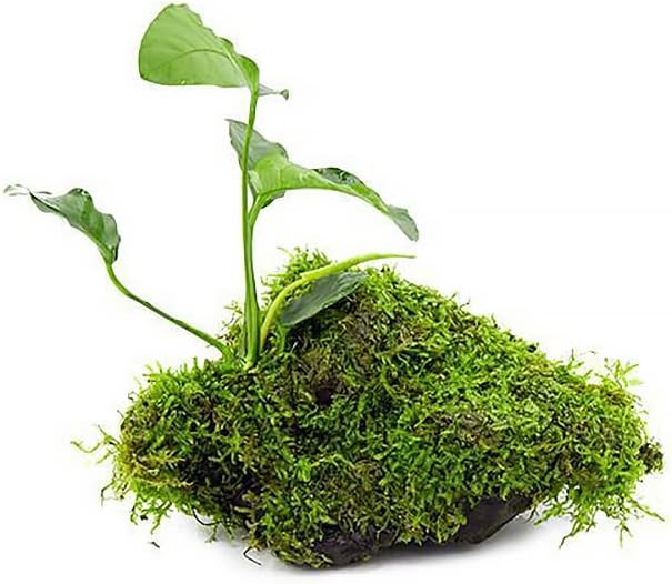 Live Planted Decor - Mini Bolbitis on Clay Moss Ball - Deep Green Fern Leaves Freshwater Aquatic Plant, Low Light, Foreground to Midground Tank Placement for Aquascaping - 1 Pack
