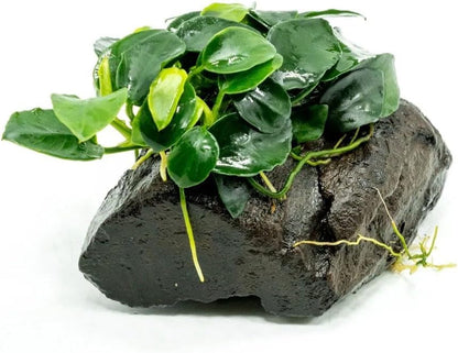 Live Planted Decor - Mini Bolbitis on Clay Moss Ball - Deep Green Fern Leaves Freshwater Aquatic Plant, Low Light, Foreground to Midground Tank Placement for Aquascaping - 1 Pack