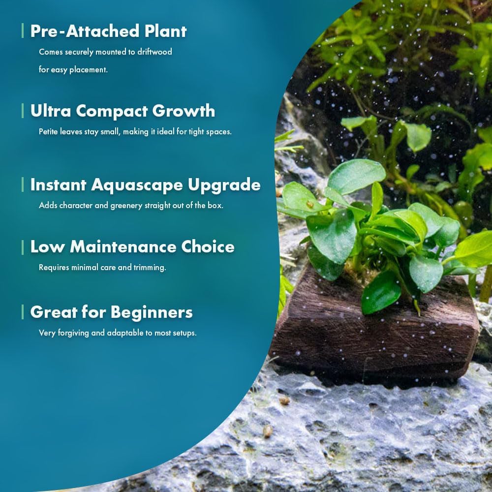 Live Planted Decor - Mini Bolbitis on Clay Moss Ball - Deep Green Fern Leaves Freshwater Aquatic Plant, Low Light, Foreground to Midground Tank Placement for Aquascaping - 1 Pack