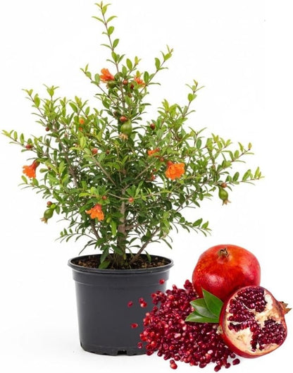 Live Sweet Pomegranate Plant, 4 Inches Pot Plants