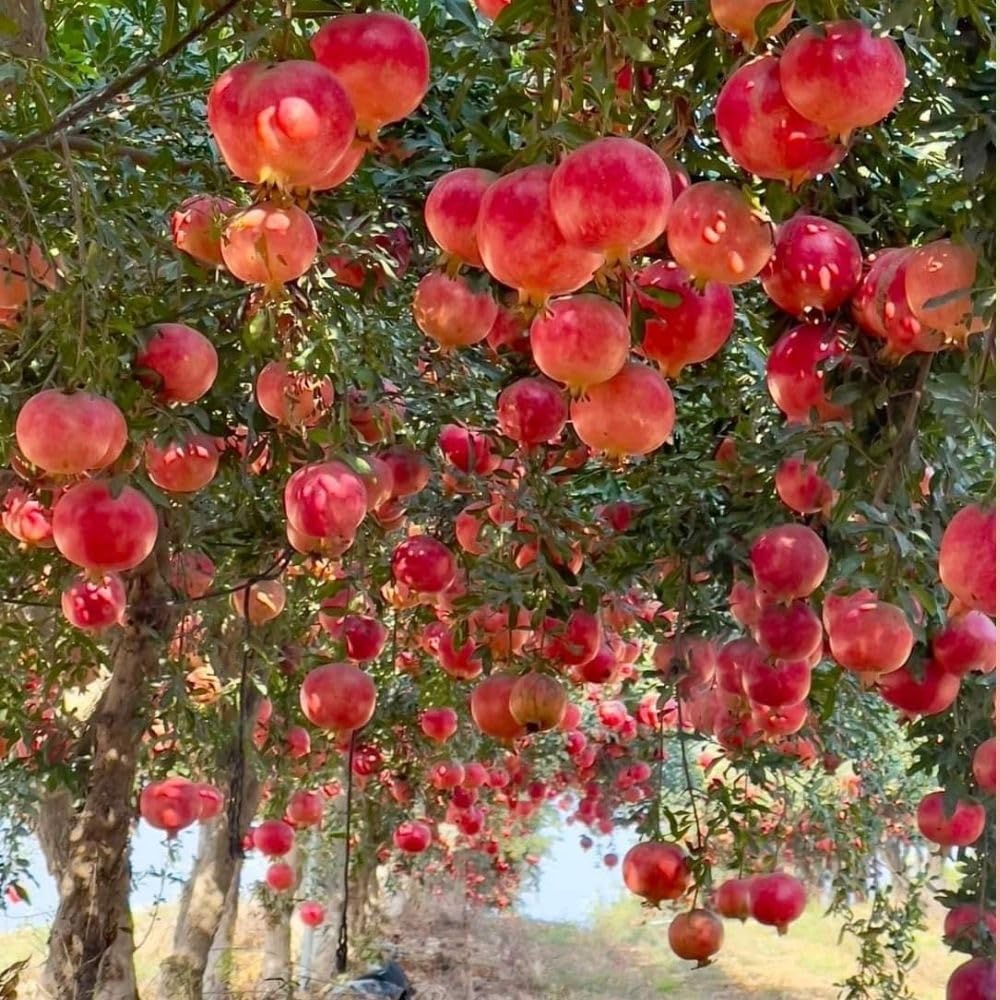 Live Sweet Pomegranate Plant, 4 Inches Pot Plants