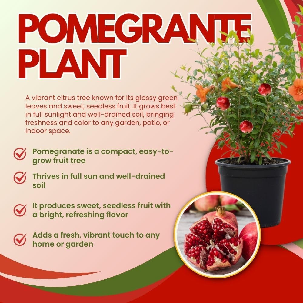Live Sweet Pomegranate Plant, 4 Inches Pot Plants