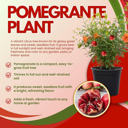 Live Sweet Pomegranate Plant, 4 Inches Pot Plants