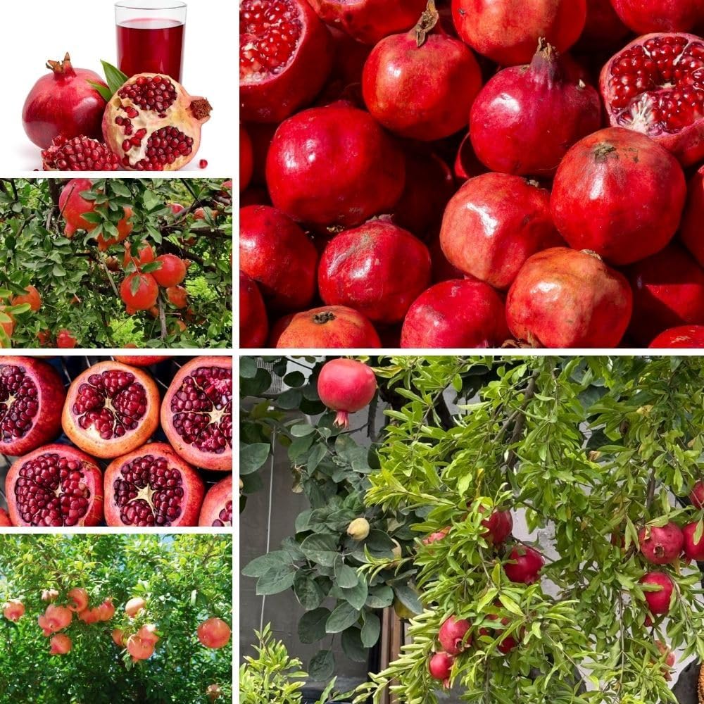 Live Sweet Pomegranate Plant, 4 Inches Pot Plants
