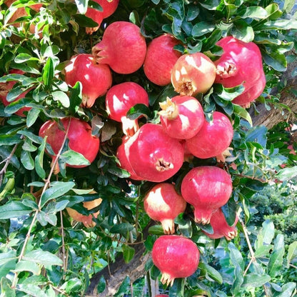 Live Sweet Pomegranate Plant, 4 Inches Pot Plants