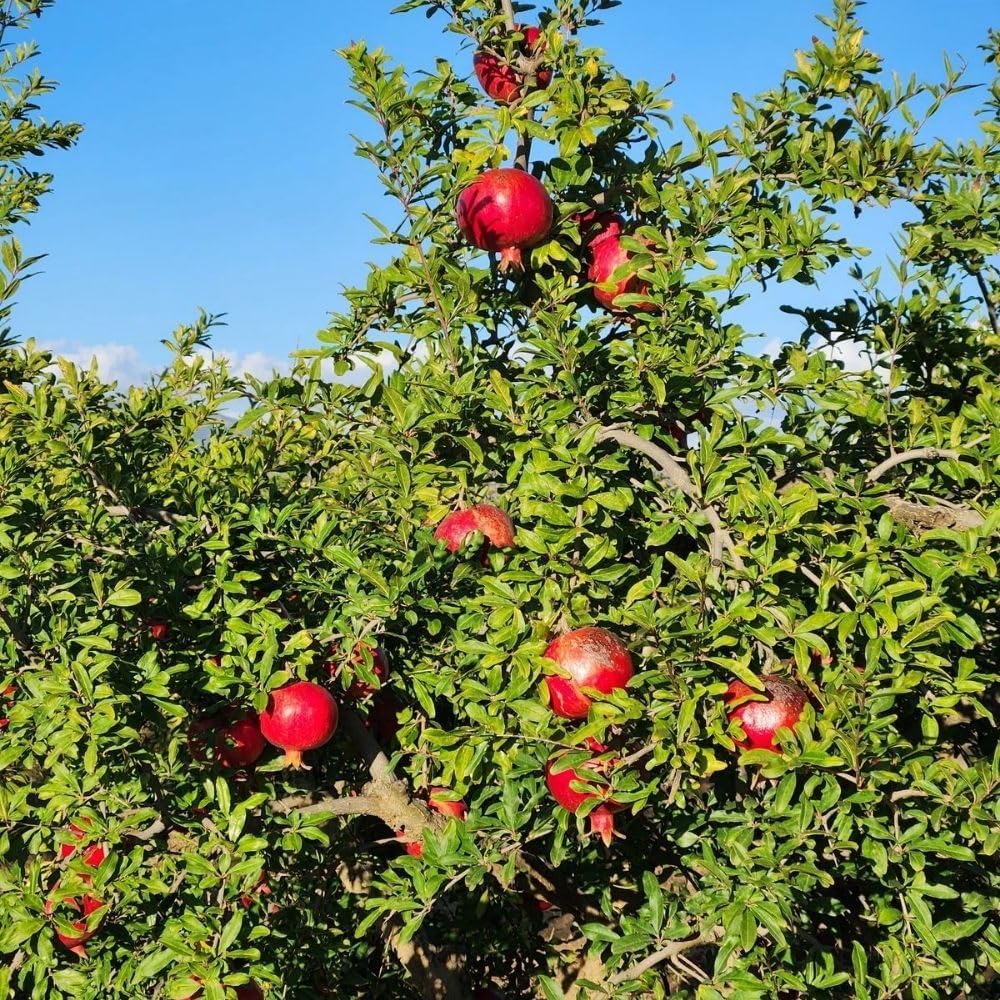 Live Sweet Pomegranate Plant, 4 Inches Pot Plants