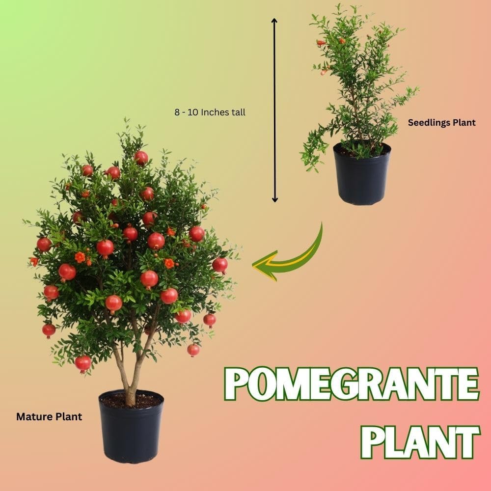 Live Sweet Pomegranate Plant, 4 Inches Pot Plants