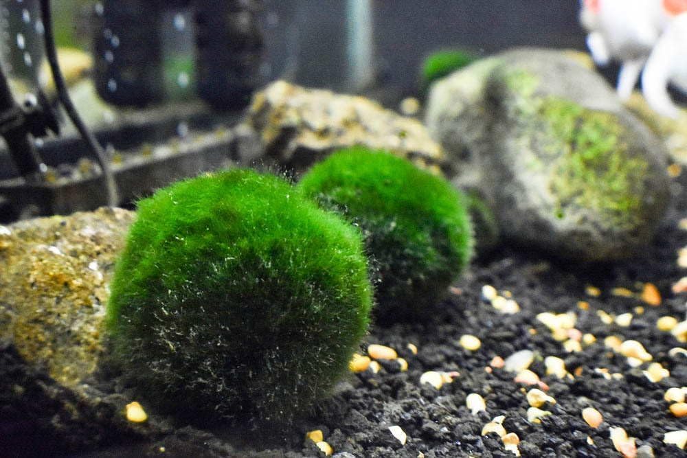 2 Large Live Moss Pebbles Balls for Aquarium, Fish Tank Decoration Plants Green Algae Spheres 3-3.5cm 1.3"-1.5" 2 Pack