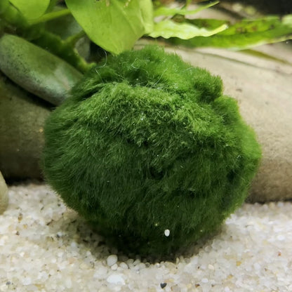 2 Large Live Moss Pebbles Balls for Aquarium, Fish Tank Decoration Plants Green Algae Spheres 3-3.5cm 1.3"-1.5" 2 Pack