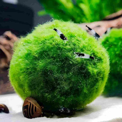 2 Large Live Moss Pebbles Balls for Aquarium, Fish Tank Decoration Plants Green Algae Spheres 3-3.5cm 1.3"-1.5" 2 Pack