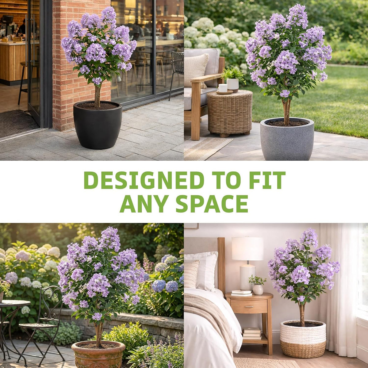 Purple Crape Myrtle Tree