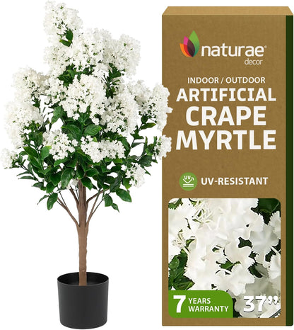 Purple Crape Myrtle Tree