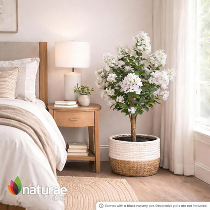 Purple Crape Myrtle Tree