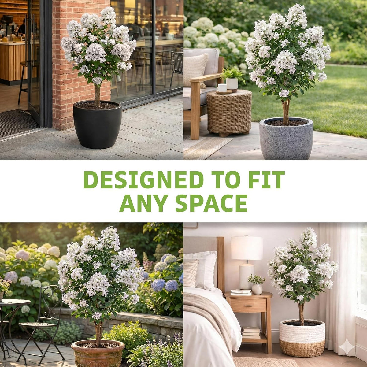 Purple Crape Myrtle Tree