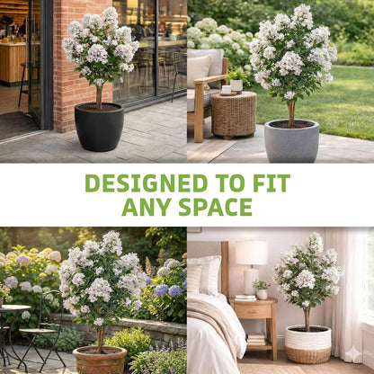 Purple Crape Myrtle Tree
