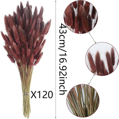 120 Pcs Dried Bunny Tails Flower Lagurus Ovatus Natural Dried Flowers Rabbit Tail Grass Dried Pampas Grass Floral Arrangement for Boho Decor Wedding Home DIY Farmhouse Table Dark Brown
