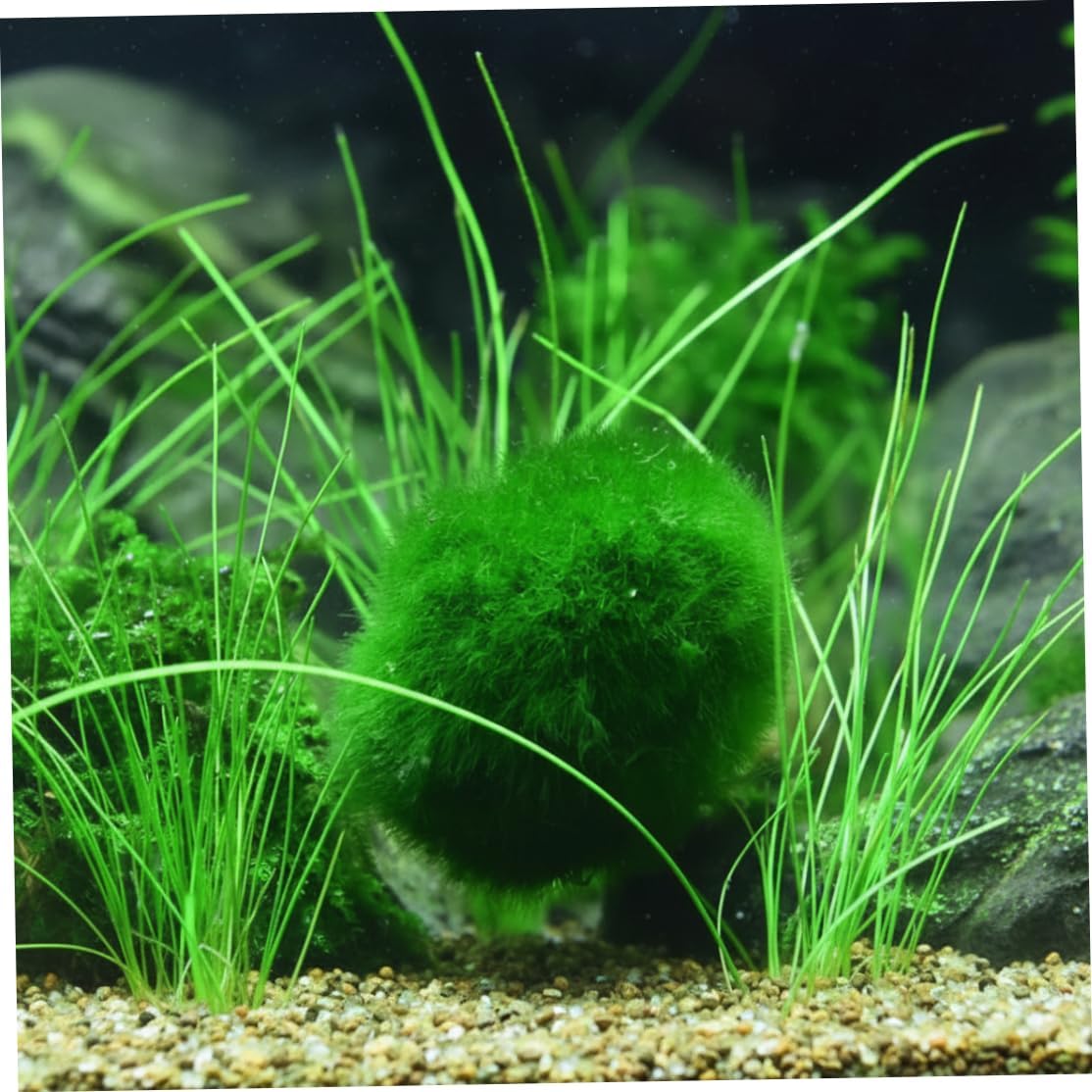 Plantas Naturales, 4-Pack Live Marimo Moss Balls, 2.7-2.9cm After Soaking - Natural Aquarium Plants for Fish Tank Decor & Ecological Bottles, Marimo Planta Viva
