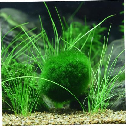 Plantas Naturales, 4-Pack Live Marimo Moss Balls, 2.7-2.9cm After Soaking - Natural Aquarium Plants for Fish Tank Decor & Ecological Bottles, Marimo Planta Viva