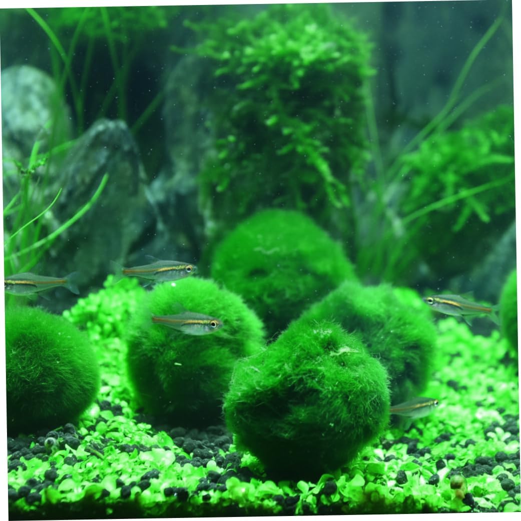 Plantas Naturales, 4-Pack Live Marimo Moss Balls, 2.7-2.9cm After Soaking - Natural Aquarium Plants for Fish Tank Decor & Ecological Bottles, Marimo Planta Viva