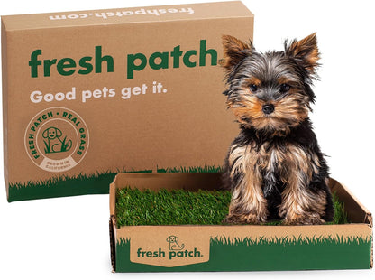 Real Grass Patch for Dogs, Cats, and Small-Medium Pets Under 15 Pounds – Disposable Pet Grass Pee Pads – Indoor and Outdoor Potty Training Mat (16 Inches x 24 Inches)