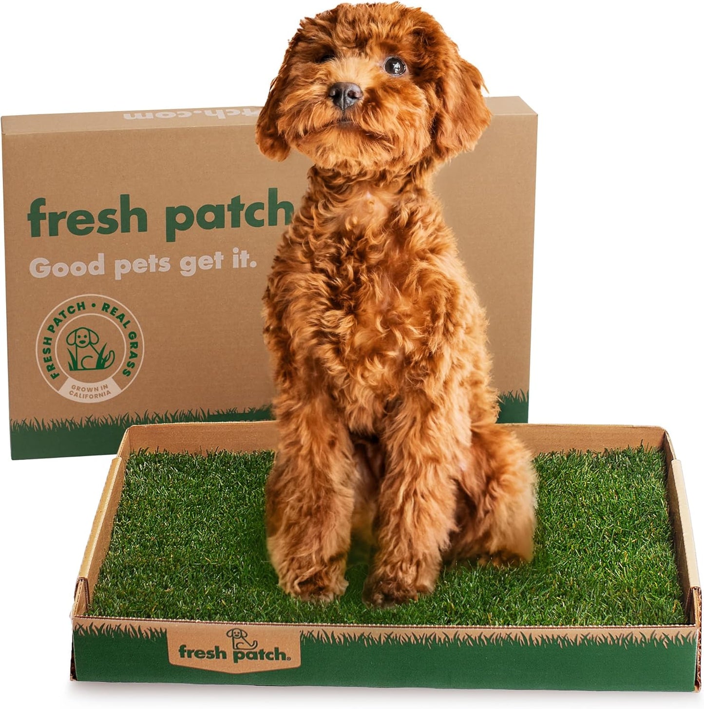 Real Grass Patch for Dogs, Cats, and Small-Medium Pets Under 15 Pounds – Disposable Pet Grass Pee Pads – Indoor and Outdoor Potty Training Mat (16 Inches x 24 Inches)