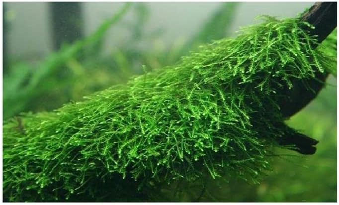 Java Moss Taxiphyllum Barbieri Live Aquarium Moss Aquatic Plants Vesicularia Dubyana Buy 2 G 1
