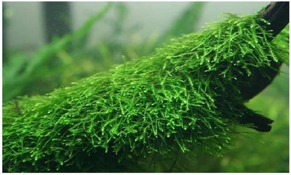 Java Moss Taxiphyllum Barbieri Live Aquarium Moss Aquatic Plants Vesicularia Dubyana Buy 2 G 1
