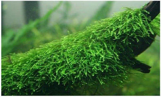 Java Moss Taxiphyllum Barbieri Live Aquarium Moss Aquatic Plants Vesicularia Dubyana Buy 2 G 1