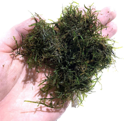 Java Moss Taxiphyllum Barbieri Live Aquarium Moss Aquatic Plants Vesicularia Dubyana Buy 2 G 1